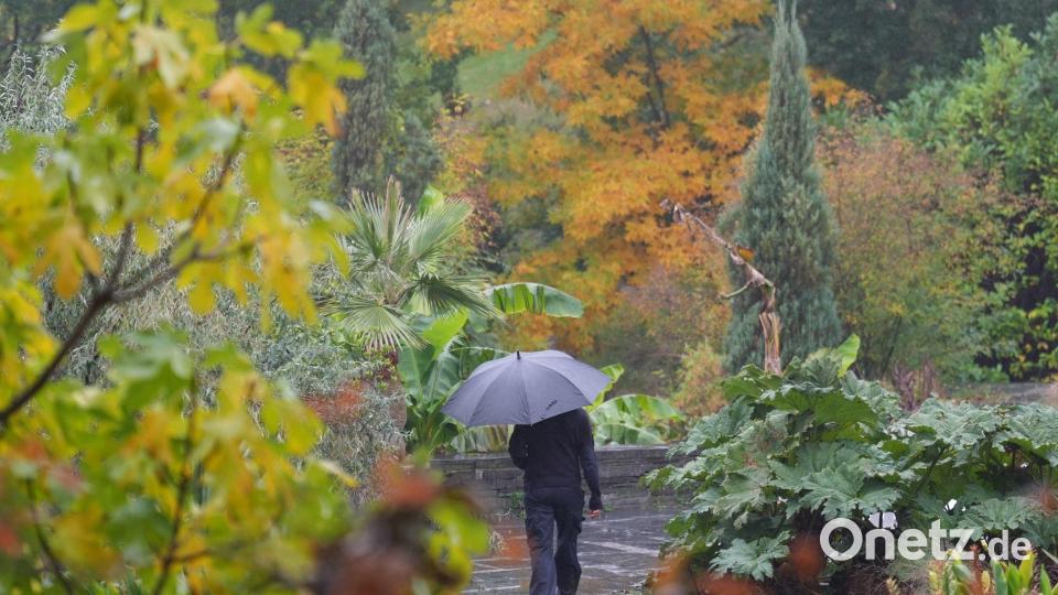 Herbstspaziergang Bild: Marcus Brandt/dpa