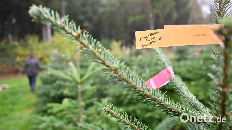 Weihnachtsbäume Bild: Bernd Weißbrod/dpa