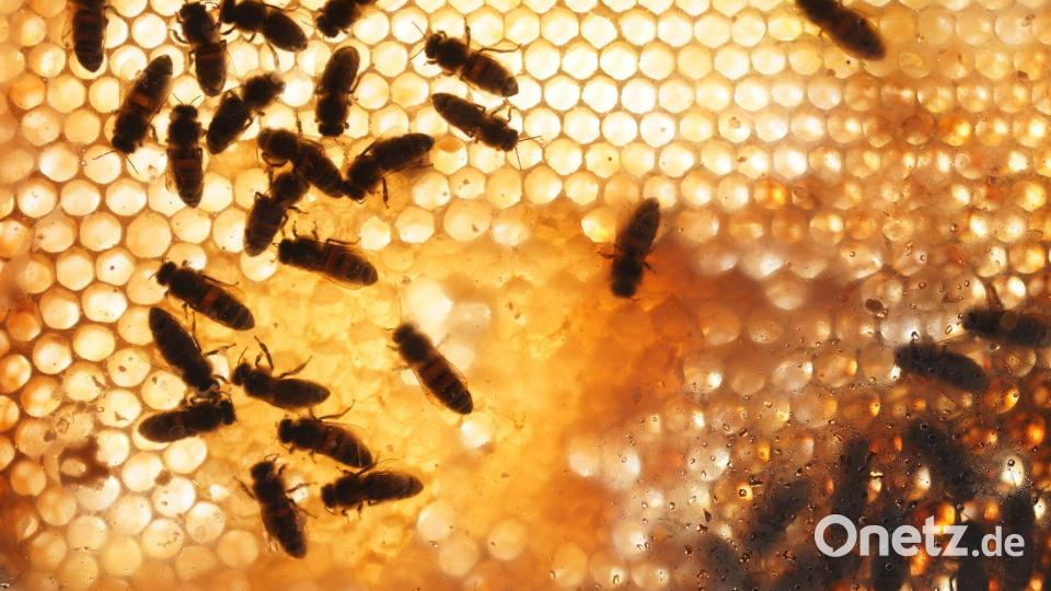 Bienen sind gegen die Sonne auf einer Bienenwabe in einem Schaukasten im Tierpark Hagenbeck in Hamburg zu sehen. Bild: Marcus Brandt/dpa
