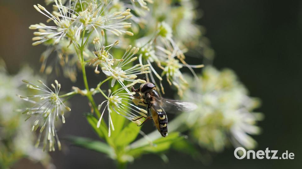 Sie gedeiht in Auenlandschaften, doch die werden weniger. Nun ist sie „Blume des Jahres“ geworden: die Gelbe Wiesenraute. Bild: Cyrille Claudel/Loki Schmidt Stiftung/dpa