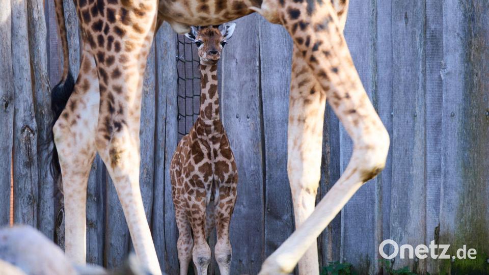 Lange Beine, wacher Blick - die kleine Giraffe bleibt immer bei ihrer Mutter. Bild: Jens Büttner/dpa