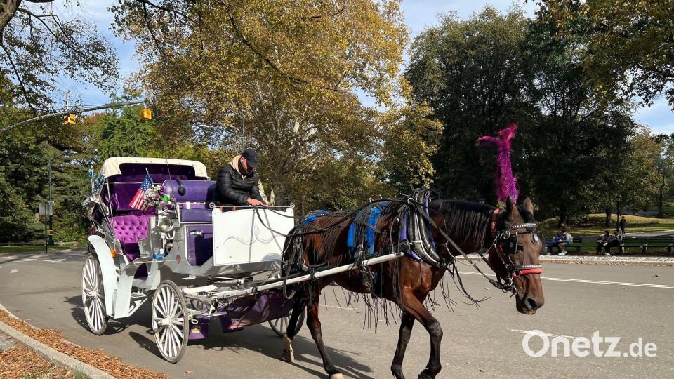 In New York können Touristen bald nicht mehr mit Pferdekutschen durch den Central Park fahren. Bild: Christina Horsten/dpa