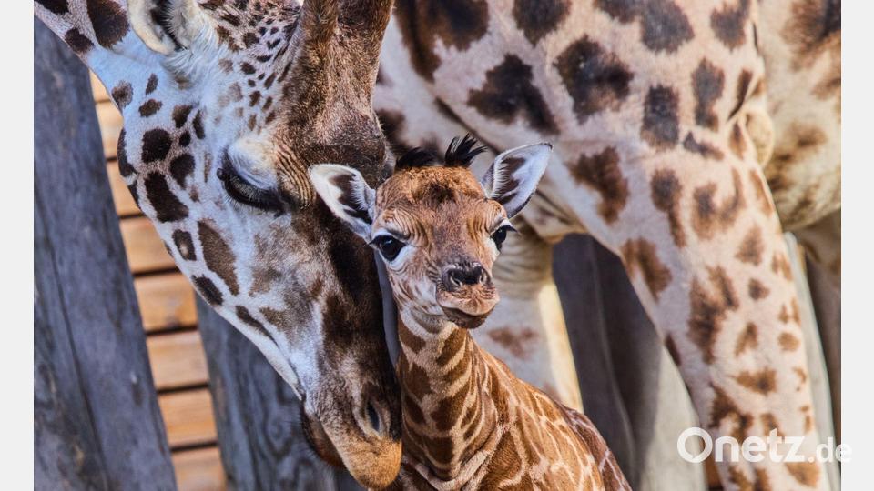 Nubische Giraffen gehören zu den stark bedrohten Tierarten. Bild: Jens Büttner/dpa