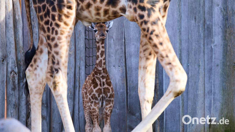 Giraffennachwuchs im Zoo Bild: Jens Büttner/dpa