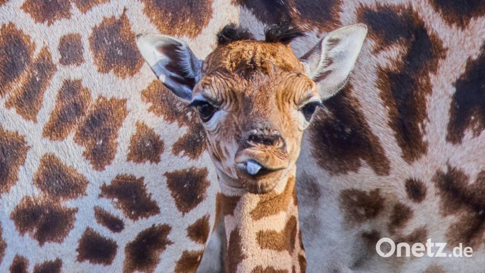 Das kleine Giraffenmädchen ist erst ein paar Tage alt. Bild: Jens Büttner/dpa