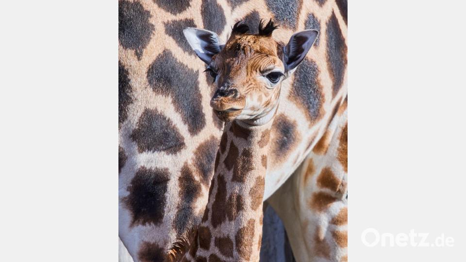 Putzmunter steht das Giraffenbaby neben seiner Mutter. Bild: Jens Büttner/dpa