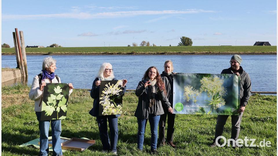 Die Loki Schmidt Stiftung wählt jedes Jahr eine Blume aus, die auf den Schutz der Natur aufmerksam machen soll. Bild: Christian Charisius/dpa