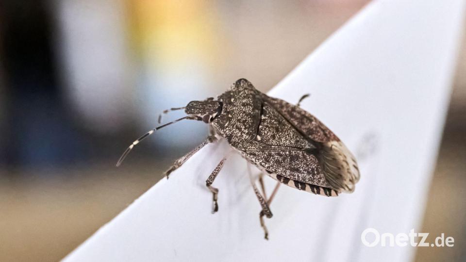 Sie wollen ins Warme: Stinkwanzen kommen im Herbst vermehrt in die Wohnungen. Bild: Sina Schuldt/dpa