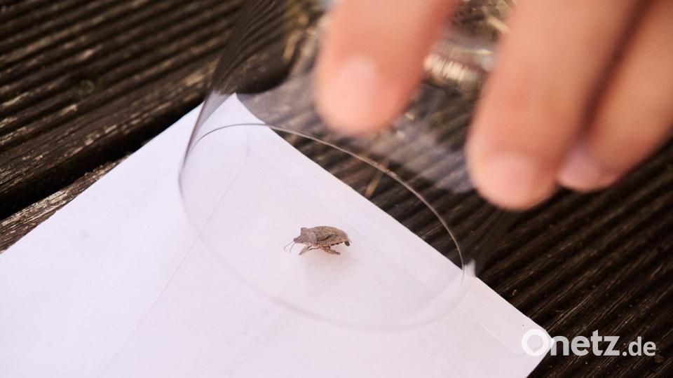 Einfangen kann man sie am besten mit einem Glas und einem Stück Papier. Bild: Sina Schuldt/dpa