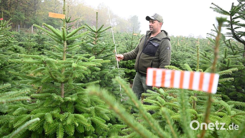 Der Vorsitzende des Christbaumverbandes Baden-Württemberg, Sebastian Fertig, steht in einer Anpflanzung von Weihnachtsbäumen in Mudau im Norden Baden-Württembergs. Bild: Bernd Weißbrod/dpa