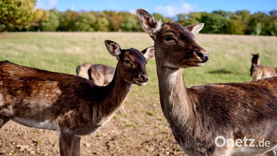Rehe stehen im Gehege des Wildpark Rebstecken. Bild: Thomas Frey/dpa
