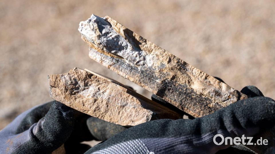 Ein genauer Blick auf ein Fossil. Bild: Daniel Vogl/dpa