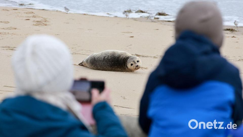 Ein erschöpfter Heuler ruht nach Sturmtief „Manja“ am Strand bei Cuxhaven und wird von Schaulustigen fotografiert. Bild: Christian Butt/dpa