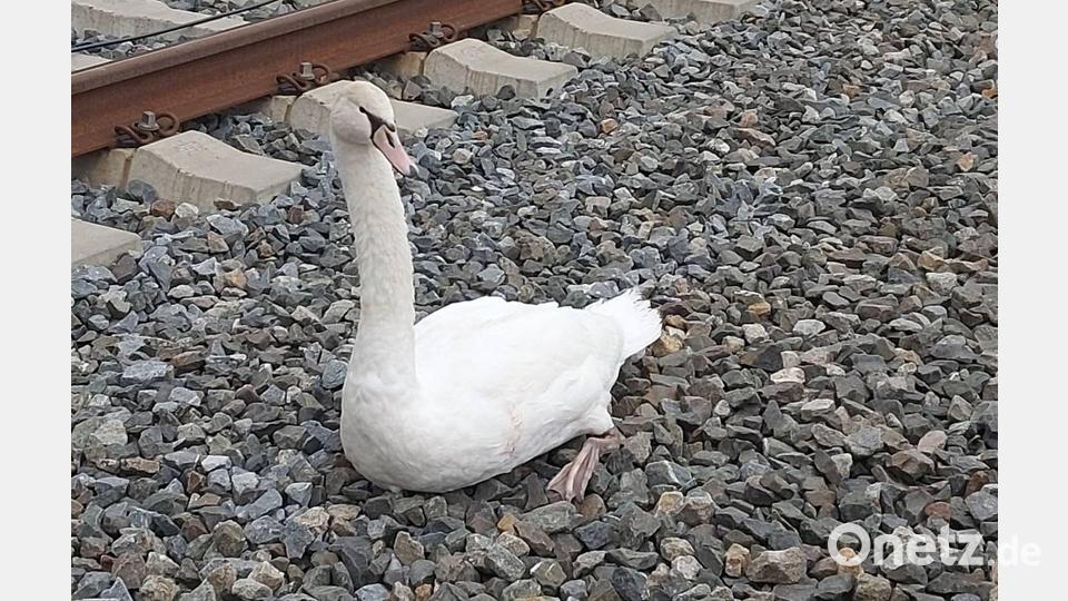 Der Schwan sitzt im Gleisbereich einer ICE-Strecke. Bild: -/Bundespolizeiinspektion Würzburg /dpa