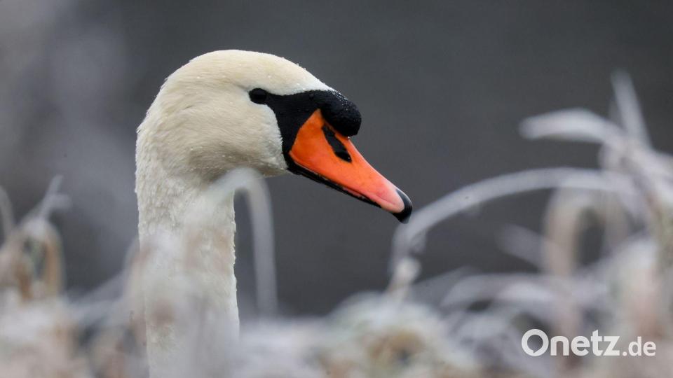 Wegen eines verletzten Schwans musste die ICE-Strecke bei Gemünden am Main etwa 40 Minuten lang gesperrt werden. (Symbolbild) Bild: Thomas Warnack/dpa