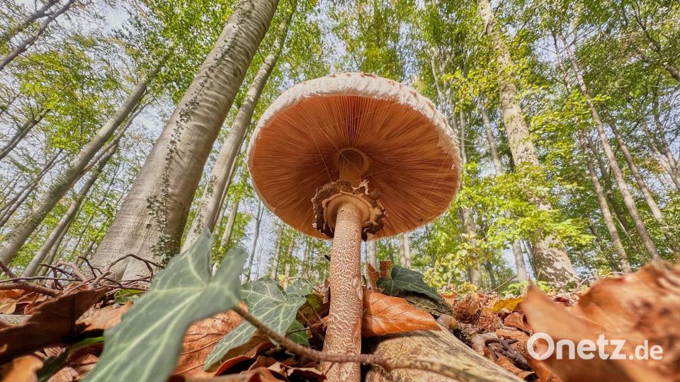Ein Pilz Gemeiner Riesenschirmling wächst in einem Wald in der Region Hannover. Bild: Julian Stratenschulte/dpa