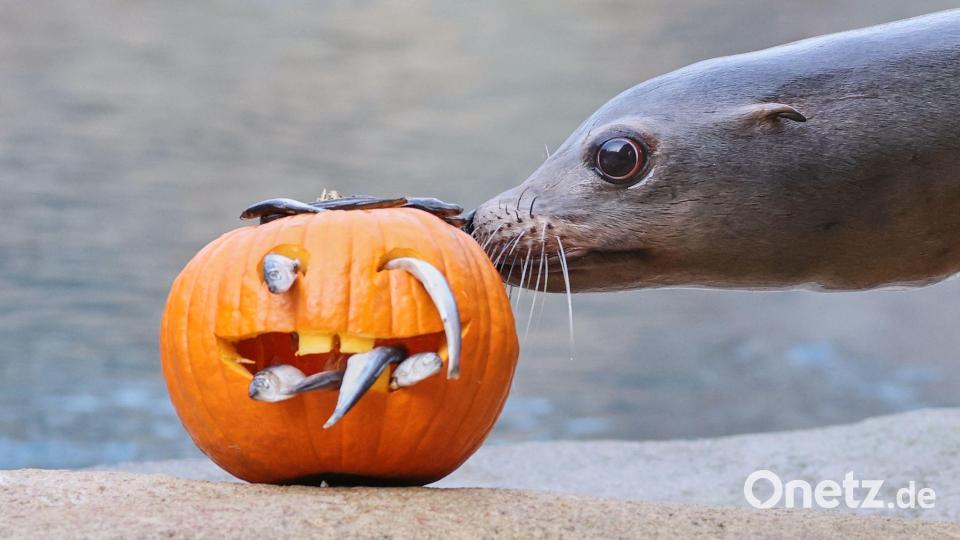 Halloween im Zoo Bild: Jan Woitas/dpa