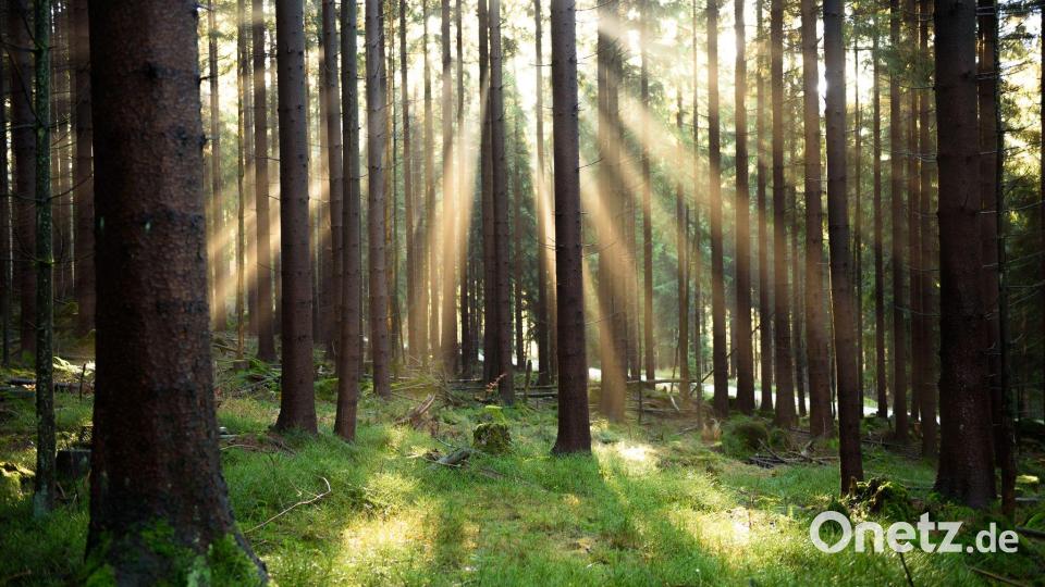 Die Forstbetriebsgemeinschaft Eschenbach informiert über Holzmarkt und Klimawandel: Stabiler Holzmarkt und vorausschauender Waldumbau prägen dessen Arbeit. Symbolbild: Nicolas Armer/dpa