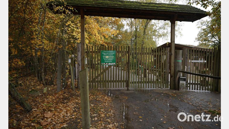 Die Polizei untersucht, wie es zu dem Angriff eines Wolf im Wildpark Johannismühle kommen konnte. Bild: Carsten Koall/dpa