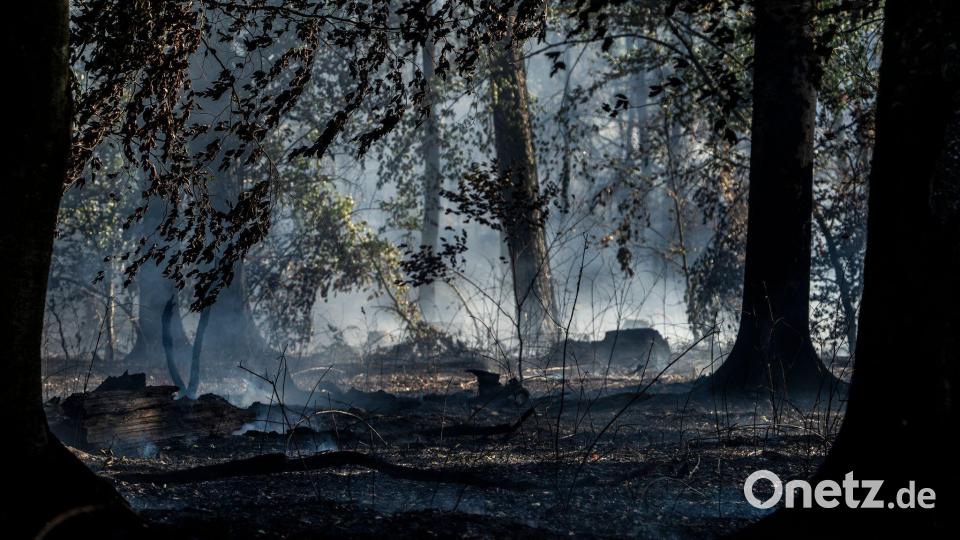 Waldbrände – nur eine von vielen Gesundheitsgefahren, die durch den Klimawandel zunehmen. Bild: Andreas Arnold/dpa