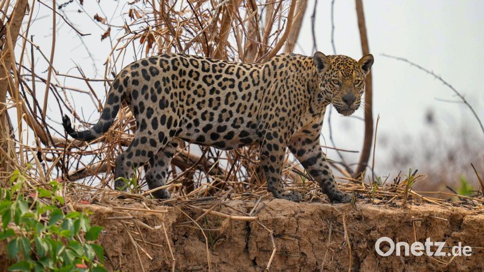 Jaguare in Brasilien sind laut UN ein Beispiel für eine Erfolgsgeschichte beim Schutz und Wiederaufbau von Ökosystemen. Bild: Andre Penner/AP