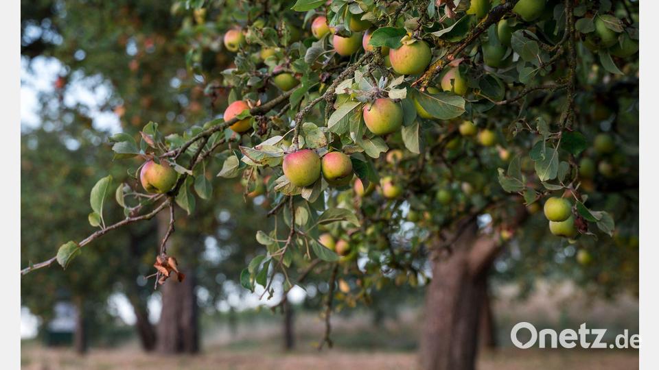 Streuobstwiesen haben eine große Bedeutung für die Artenvielfalt. (Archivbild) Bild: Daniel Vogl/dpa