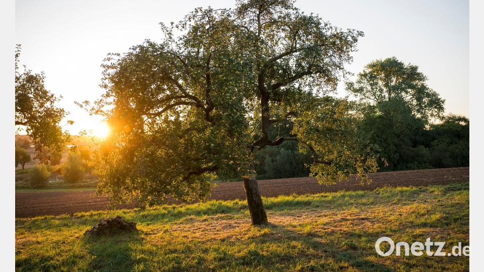 Jedes Jahr verschwinden Schätzungen des Streuobstpakts zufolge etwa 100.000 Streuobstbäume in Bayern. (Archivbild) Bild: Daniel Vogl/dpa