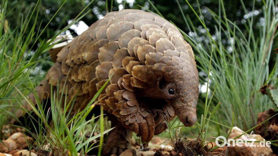 Wenn es um Handel mit Wildtieren geht, denken viele gleich an bedrohte Arten wie Schuppentiere - aber es geht um viel mehr. (Archivbild) Bild: Themba Hadebe/AP/dpa