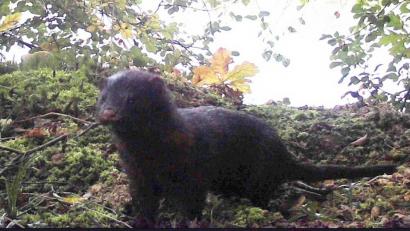 Die Auswertung einer Wildkamera im Landkreis Amberg-Sulzbach ergab eine Überraschung: Ein Mink ist auch bei Tag unterwegs.