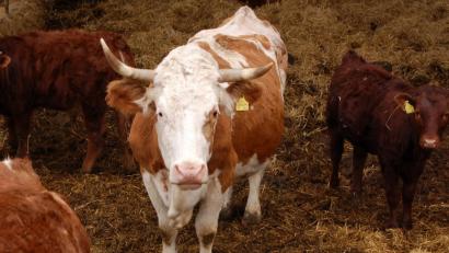 Eine Kuh, die Weideauslauf hat, hauptsächlich Gras frisst und im Stall auf Tretmist steht, hat selten mit dem Tierarzt zu tun. Hier fühlen sich die gesunden Mikroorganismen wohl.