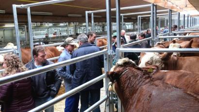 150 000 Euro investierte der Rinderzuchtverband Oberpfalz in den Umbau der Vermarktungshalle im Tierzuchtzentrum. 	Bild: Hirsch