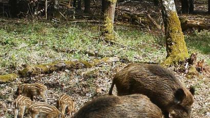 Bild: bö
Wildschwein-Mütter mit Frischlingen dürfen derzeit nicht geschossen werden.
