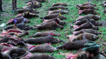 Wildschweine nach einer Treibjagd bei Glais in Mecklenburg-Vorpommern als Strecke ausgelegt. 	Bild: Jens Büttner/dpa