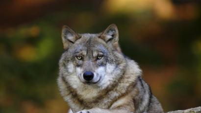 Es sei nur eine Frage der Zeit, bis der Wolf wieder in der Region heimisch wird, sind sich die Jagdgenossen und die Fachleute einig.

	Archivbild:

	Marcus Bosch