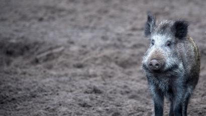 Der Kümmersbrucker Bauausschuss will keinen Sammelplatz für tote Wildschweine, die mit Schweinepest infiziert sind, hinter der Außenstelle des Theuerner Museums. 	Bild: Hirschberger/dpa