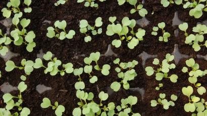 Das Auge des geübten Gemüsegärtners erkennt seine Pflänzchen schon als Keimlinge.  Radieschen, Kohlrabi oder ...?