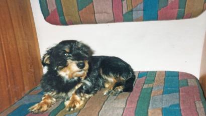 Das ist die Hunde-Dame Gina, die stolze 19 Jahre alt wurde. Seit 15 Jahren gehörte sie zur Familie von Christine und Alfred Conci, die nun sehr um ihren Vierbeiner trauert.	Bild: exb