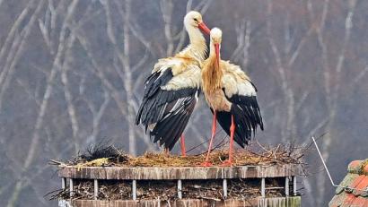 Da waren sie noch vereint und glücklich: Ein Storch des Luher Pärchens ist nun tot.	Bild: exb