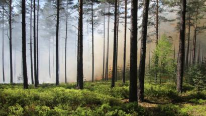 Auf eine Fläche von rund 10 000 Quadratmetern erstreckt sich der Waldbrand auf dem Standortübungsplatz der Bundeswehr. 	Bilder: Masching (2)
