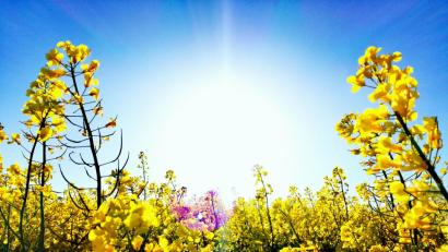 Bild: Anja Gärtner
Sonne und Raps