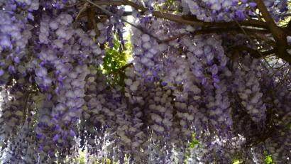Bild: Elisabeth Dobmayer
Geballte Blütenpracht in Blau