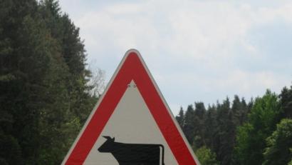 Bild: ge
Achtung Rindviech: Im Bereich zwischen Zißlmühle und Kemnath am Buchberg sind am Sonntag Rinder ausgebrochen.