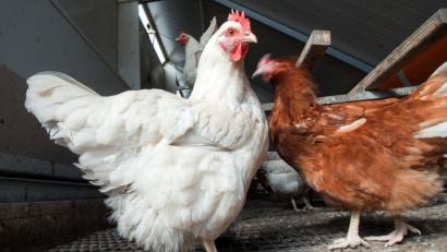 Bild: Jens Büttner/dpa
Ein Hühnedieb war in Poppenricht unterwegs (Symboldbild).