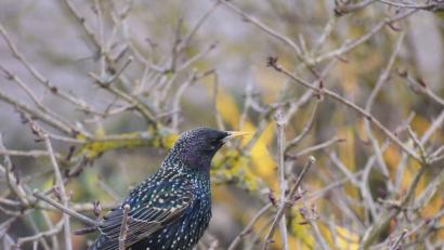Bild: Naturpark Steinwald
Der Vogel des Jahres 2018, der Star, hat einen vielgestaltigen Gesang mit vielen Imitationen anderer Vogelarten. Bild exb
