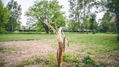 Den Dreh raus - und zwar im negativen Sinn - hatten der oder die Täter auf dem Gelände des Stadtbads. Nur noch ein kniehoher Rest einer Schwarz-Pappel steht dort, nachdem Unbekannte den Baum ausgerissen oder ausgedreht haben. Die Polizei ermittelt.	Bild: Meister