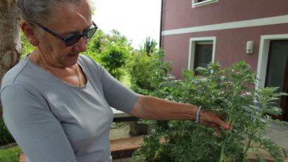 Aktuell ist die beste Zeit, um Wermut für den "Maiwein" zu schneiden - das sagt Johanna Eisner, eine ausgewiesene Spezialistin für die Medizin der Hildegard von Bingen.