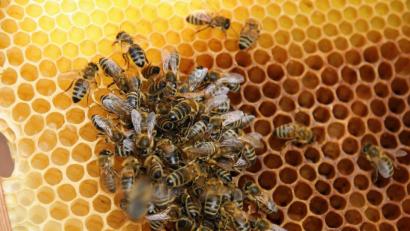 Die ÖDP will mit einem Volksbegehren den Schutz der Bienen in Bayern festschreiben. Bild: Ingrid Popp
