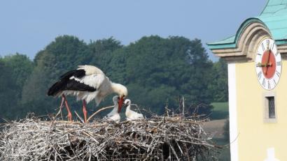 Bild: Claudia Prößl