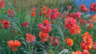 Bild: [RPP] 
In Unterbruck kann man derzeit dieses wundersch&ouml;ne Farbenspiel bewundern. Verwilderter oranger Gartenmoon bl&uuml;ht dort am Bachlauf der Haidenaab und bildet mit den Wildgr&auml;sern ein wunderbares Arrangement.