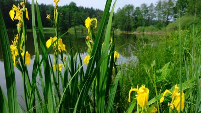 Bild: do
Sumpflilien in der Uferlandschaft zwischen Eschenbach und Kirchenthumbach